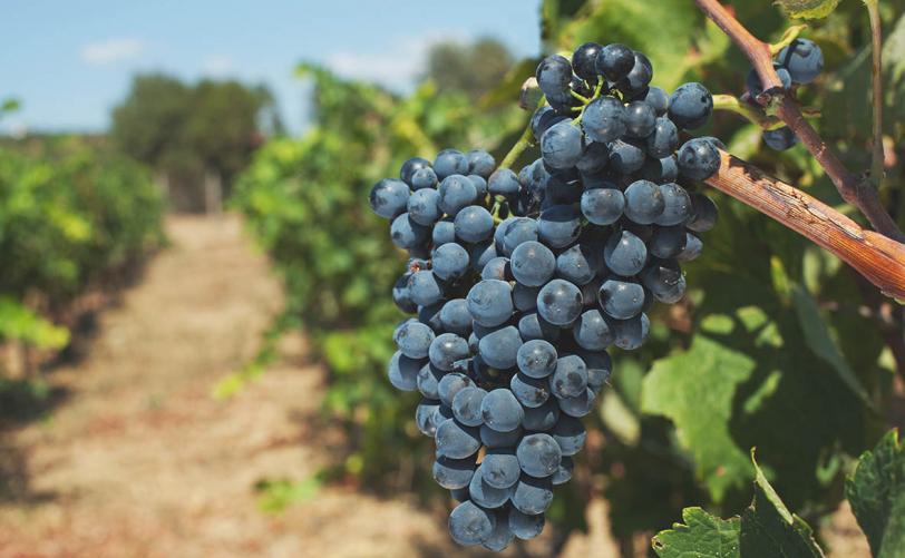 Mouratoglou Hotel & Resort